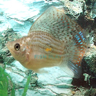 GREEN BALLOON MOLLY (10PCS)