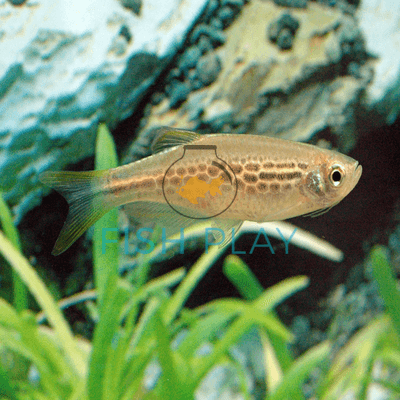 Golden Zebra Danio (10pcs)