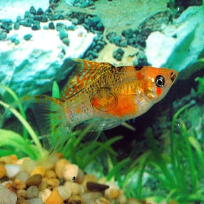 MARBLE SAFFRON MOLLY (10PCS)