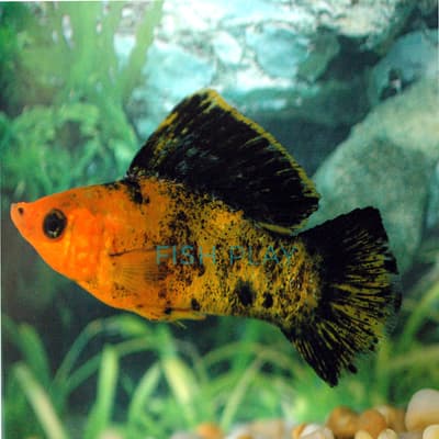 RED LEOPARD MOLLY (10PCS)