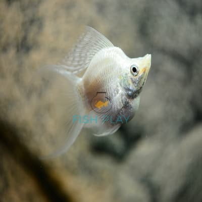 SILVER BALLOON LYRETAIL MOLLY (10PCS)