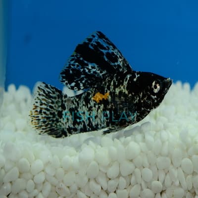 SILVER MARBLE S/F MOLLY (MALE) (5PCS)