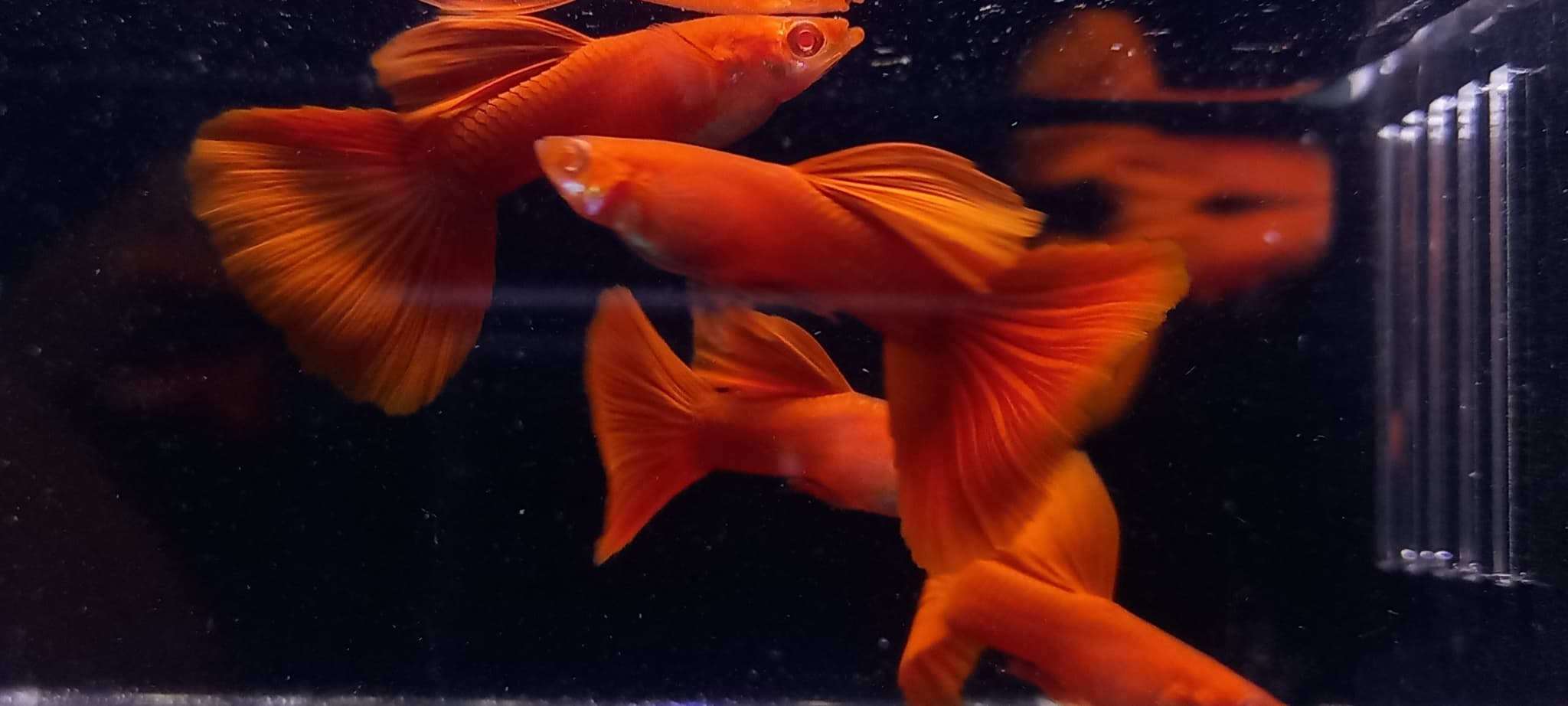 Albino full Red (AFR)