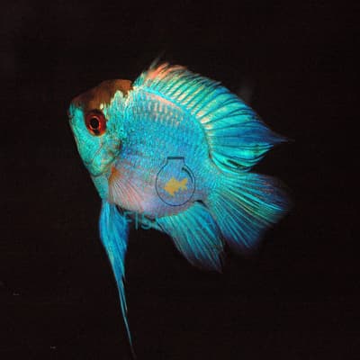 Balloon Electric Blue Ram(5pcs)