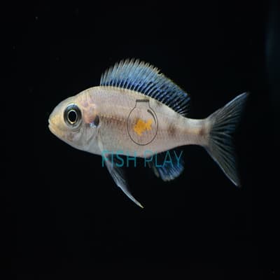 Blue Gold-tip Cichlid