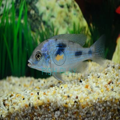 Blue Humphead Cichlid