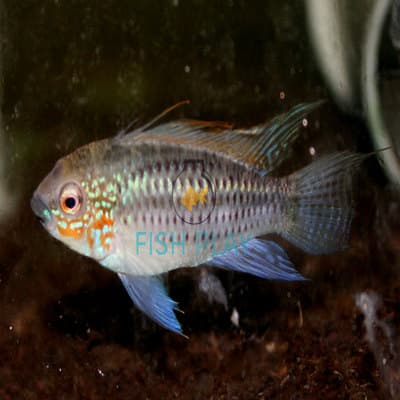 Crystal Apistogramma (3 pairs)