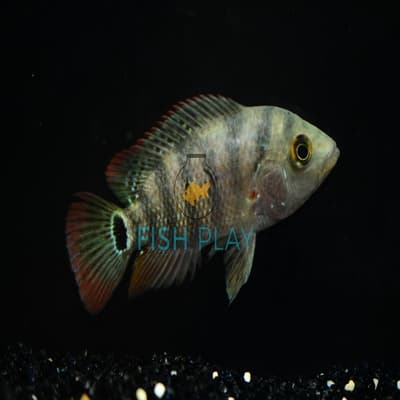 Festa’s Cichlid