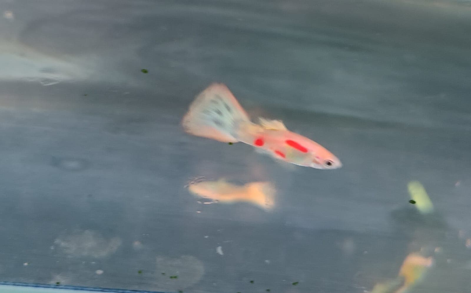 Sky Blue with Pink Tail Guppy