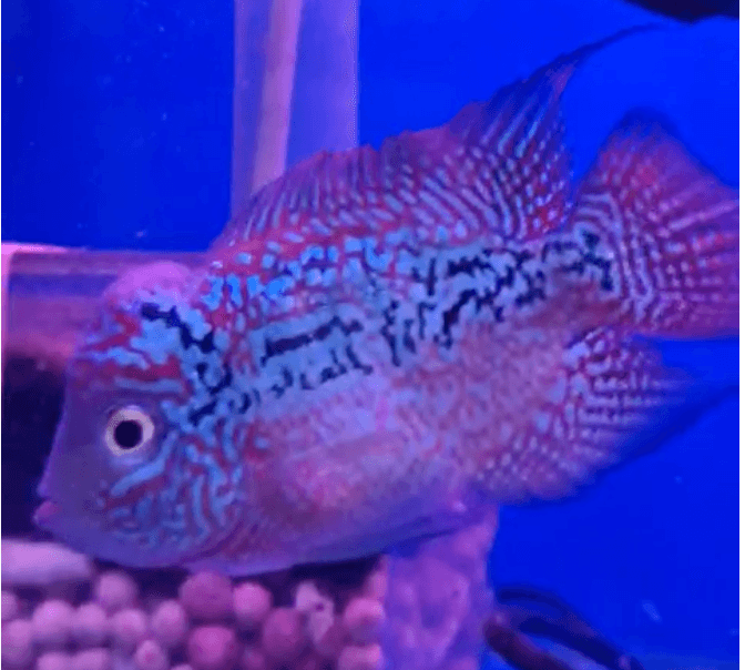 Kamfa Flowerhorn (3 inch)