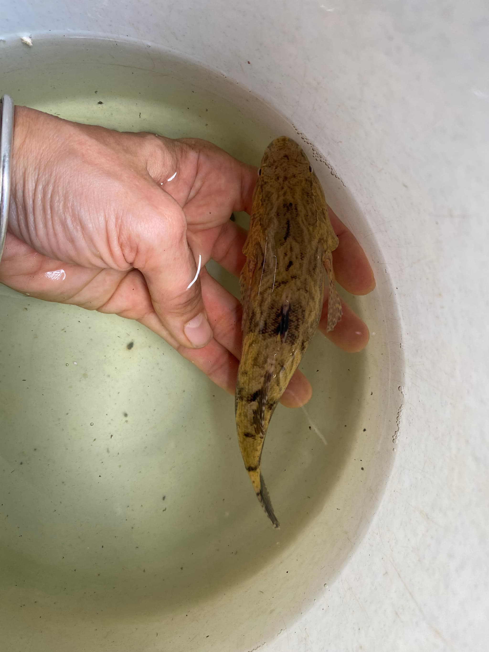 Marble goby (Soon Hock)