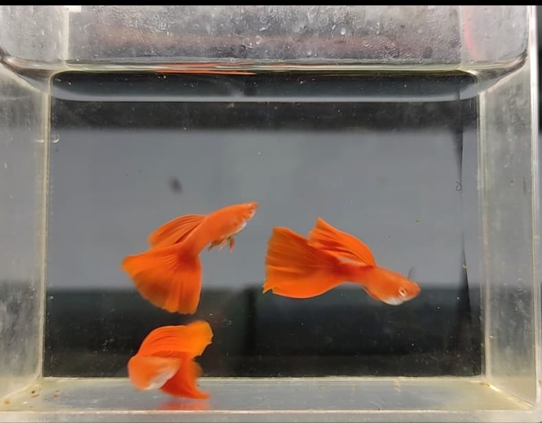 Guppy albino full red