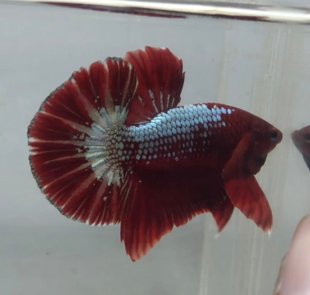 Betta Halfmoon Plakat Red White Fancy Copper