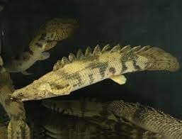 Polypterus endlicheri Bichir 6-7cm