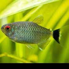 Red Eye Tetra 3cm