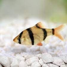 Tiger Barb 3cm