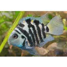 Turquoise marbled parrot 3-4cm