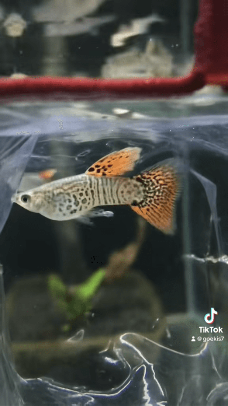 Red Cobra delta tail juvenil / pair