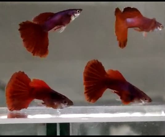 Guppy Red valvet Red ear/pair