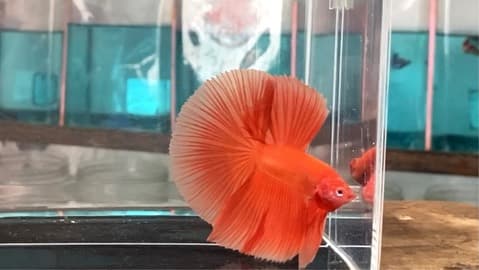 Halfmoon super orange