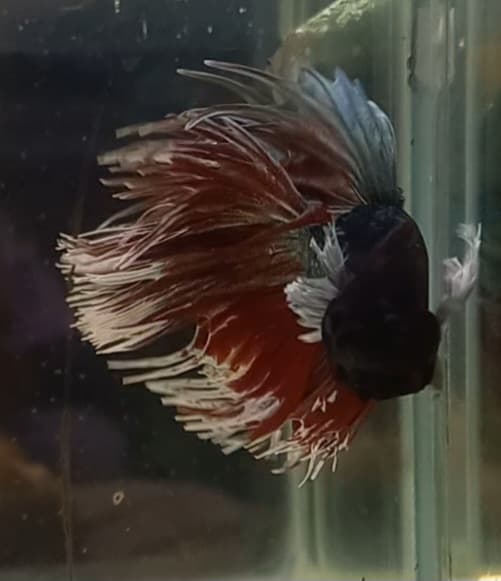 Crowntail Dumbo Ear