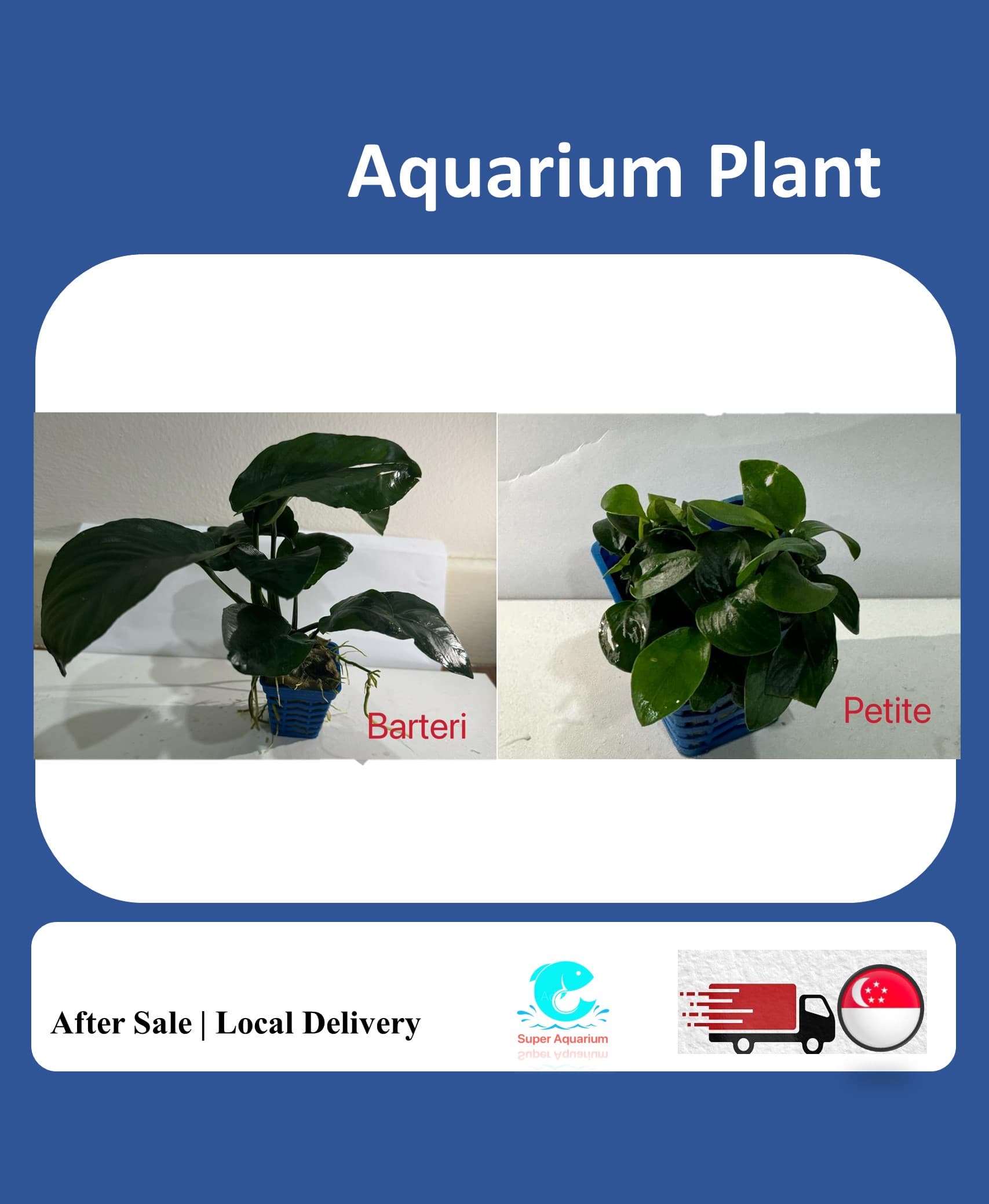 Anubias var. - Aquatic Live Plant Aquarium Aquascape Anubias Nana Petite Golden Coin Coffeefolia