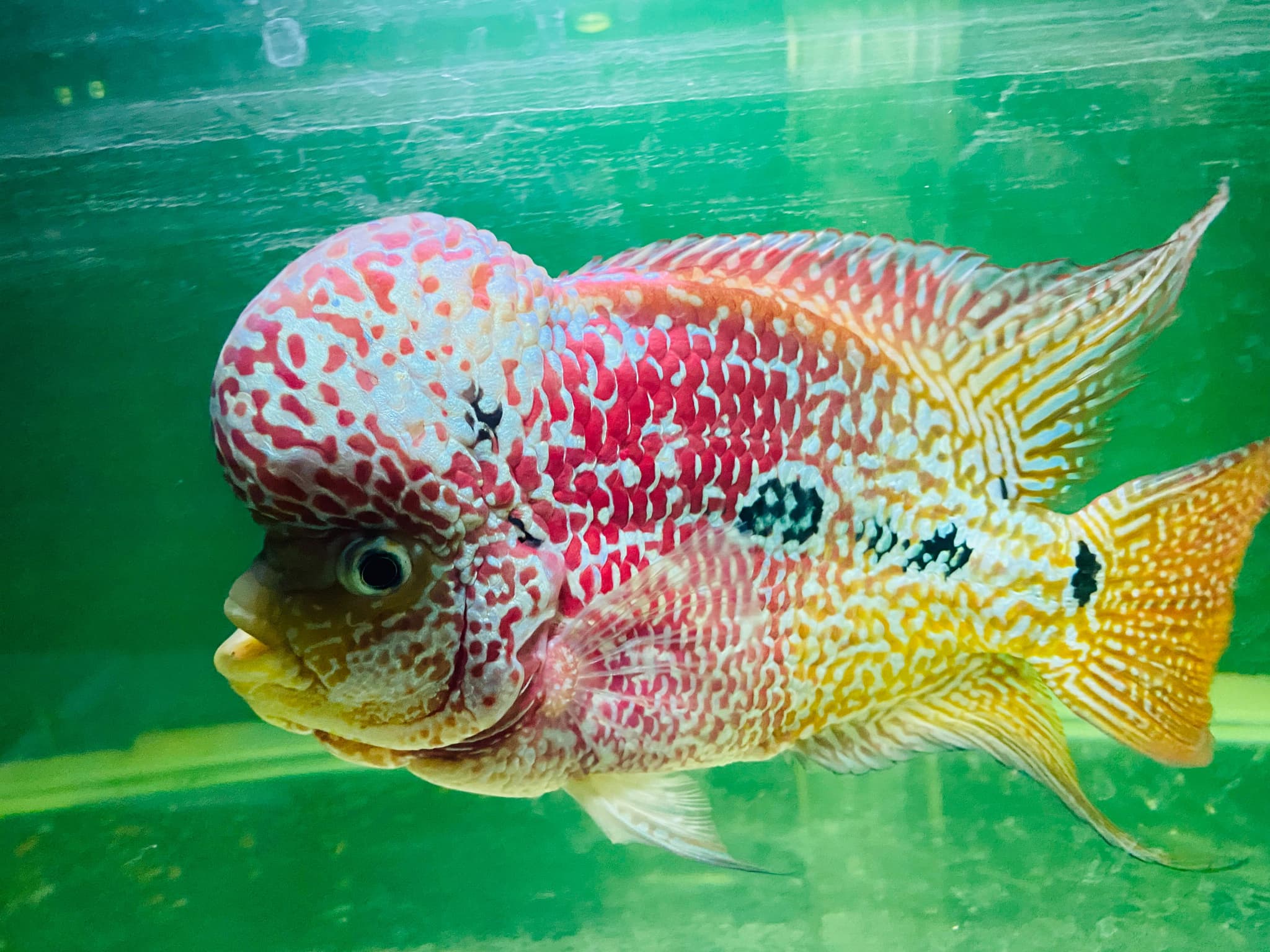 VERY BIG KOK TWO TONE KAMFA FLOWERHORN 6 ” Male HIGH FERTILITY FROM INDONESIA