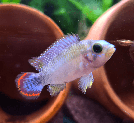 Apistogramma Panduro