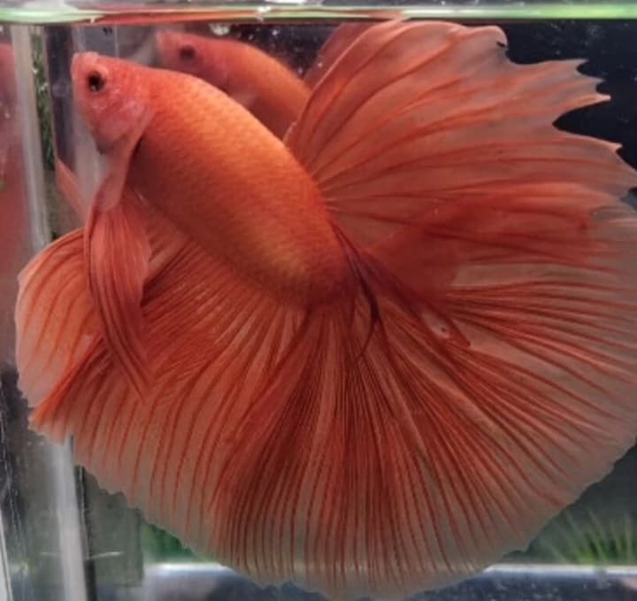 Halfmoon orange big size