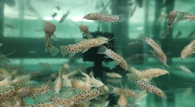 Albino Hoplo Catfish 5cm