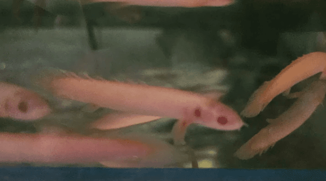Albino Senegalus Bichir