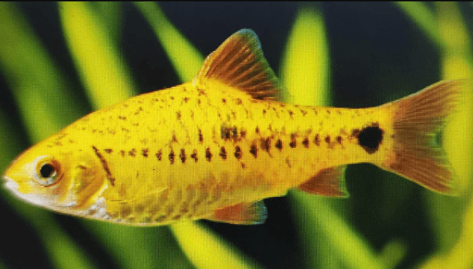 Golden Barb 3cm