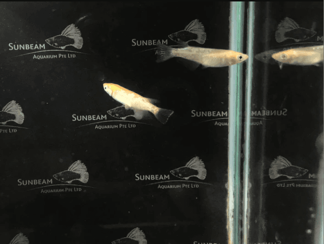 Golden Stardust Ricefish 2cm x 5pc