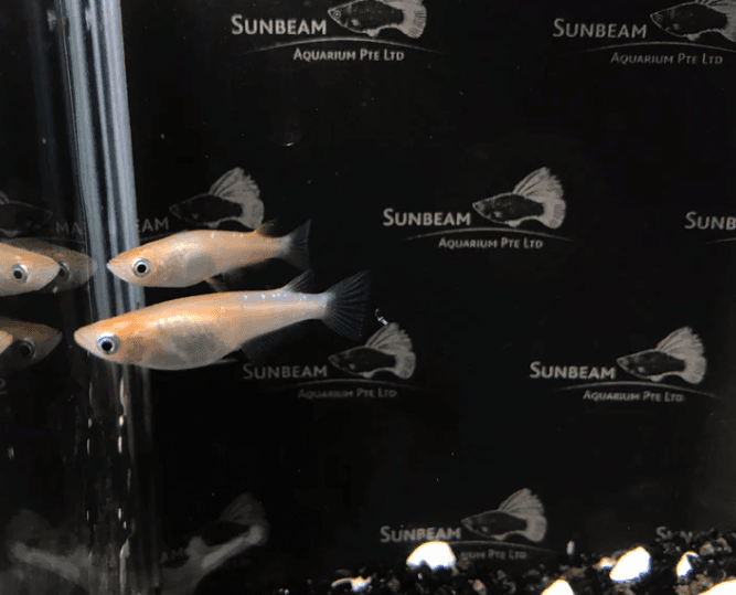 Red and White Stardust Ricefish 2cm x 5pc