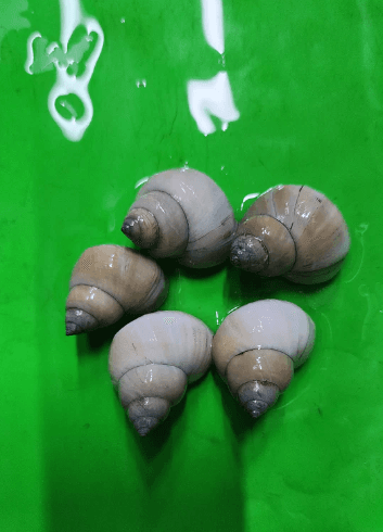 White Wizard Snails 3cm