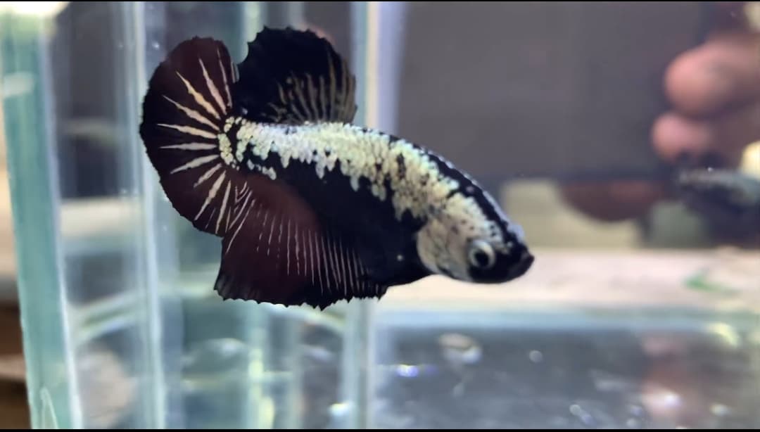 Betta Black Samurai (Male) Code 01