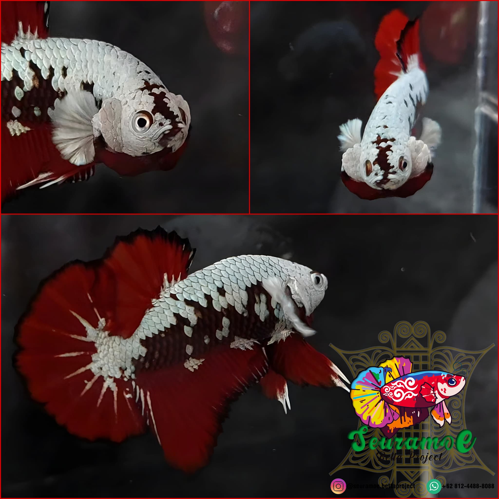 Mamba Snow Red Combination