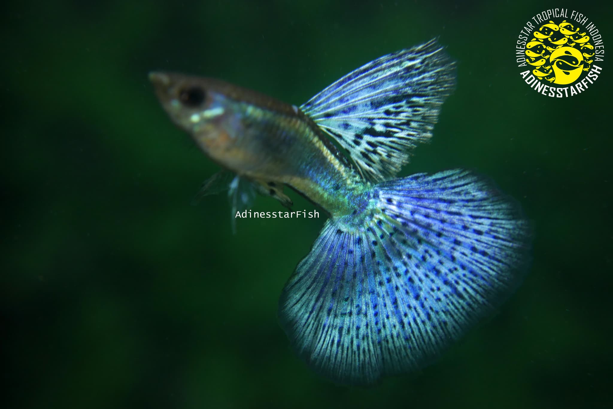 Blue Grass Big Tail High Dorsal