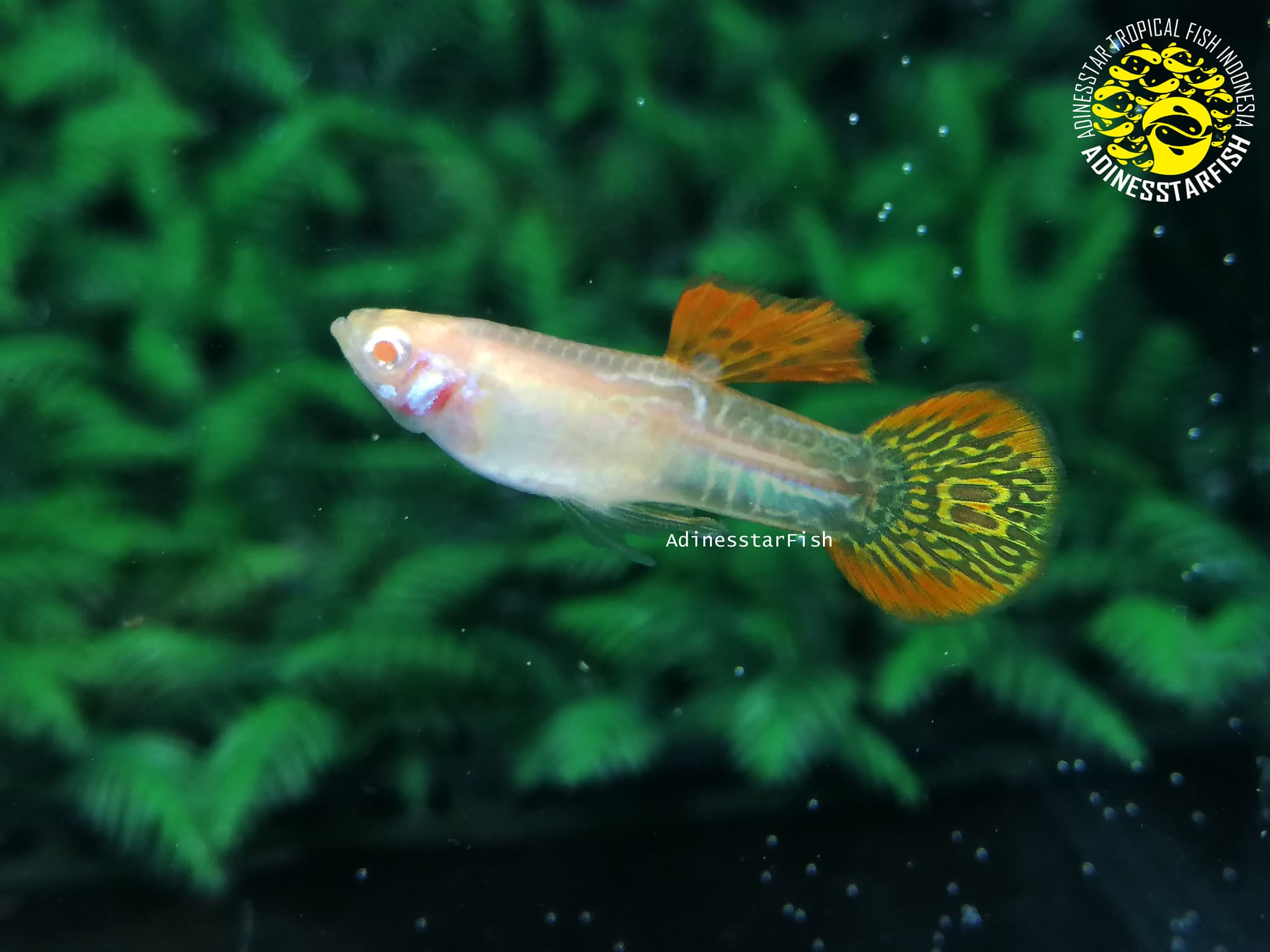 Albino Red Lace Round Tail