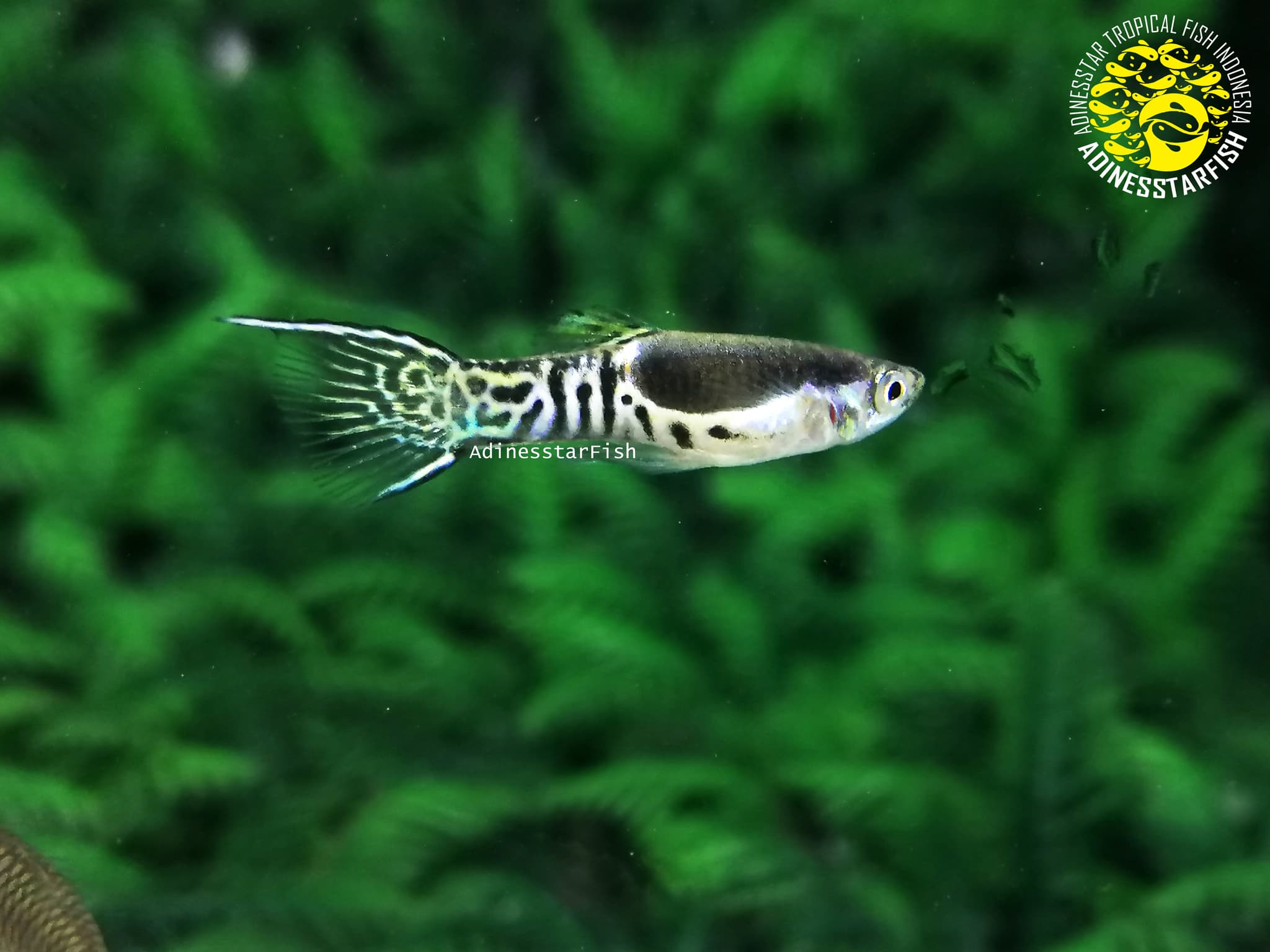 Endler Filigran Black Spot