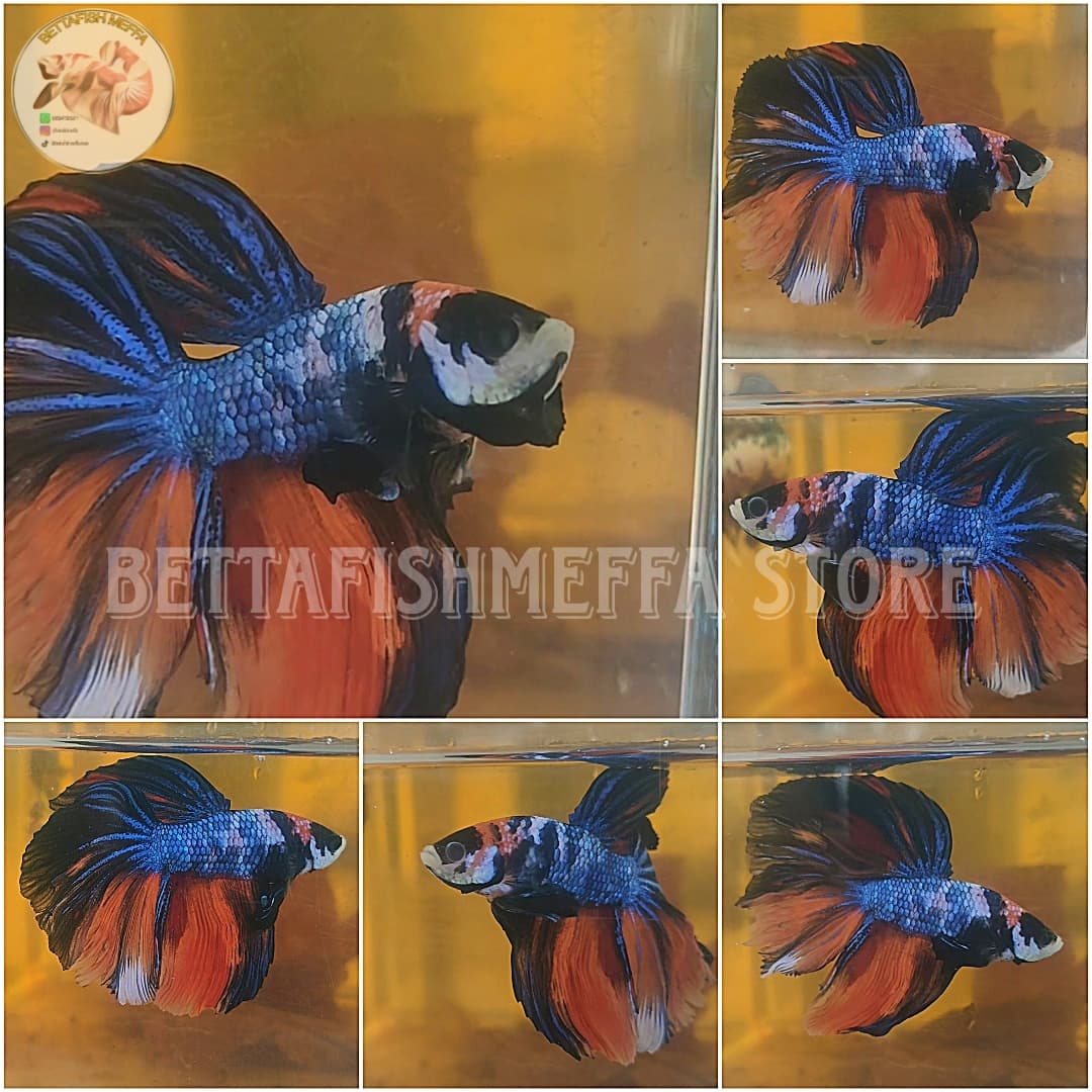 Bettafish halfmoon big size || Nemo multycolour long tail || bettafish halfmoon