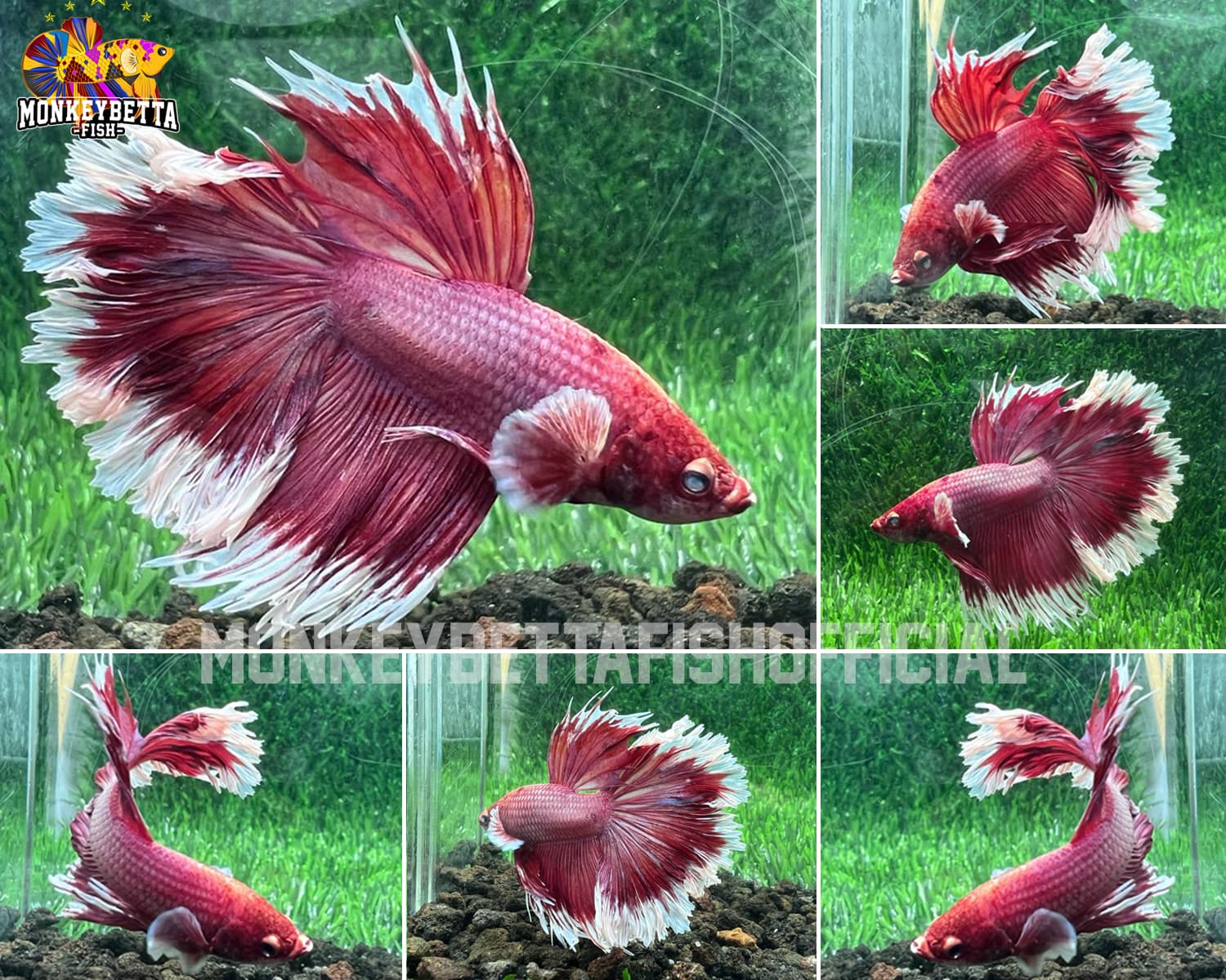 HalfMoon Bigear Lavender