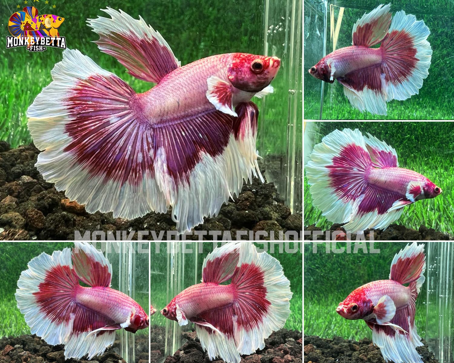 HalfMoon Bigear Lavender