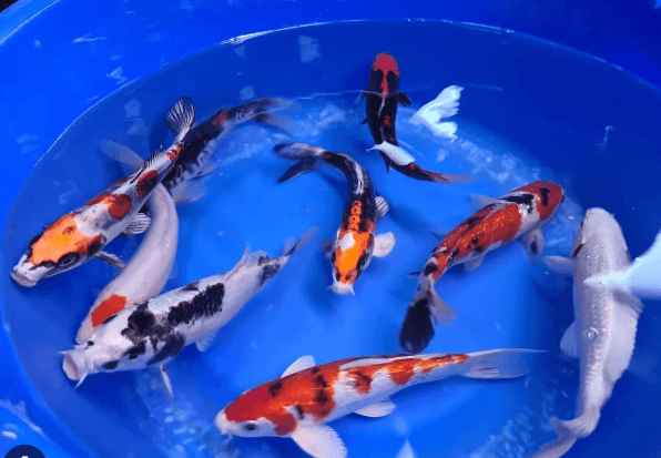 Mix Koi