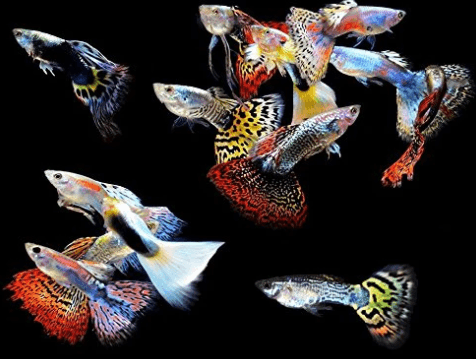 Assorted Guppies
