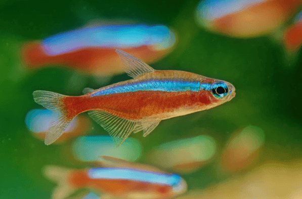 Cardinal tetra 2.5cm X 5pc