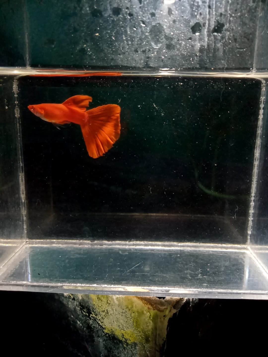 albino full red red ear