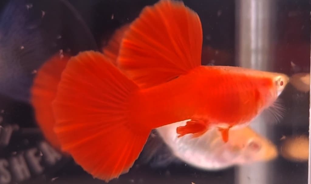 Albino full red big dorsal