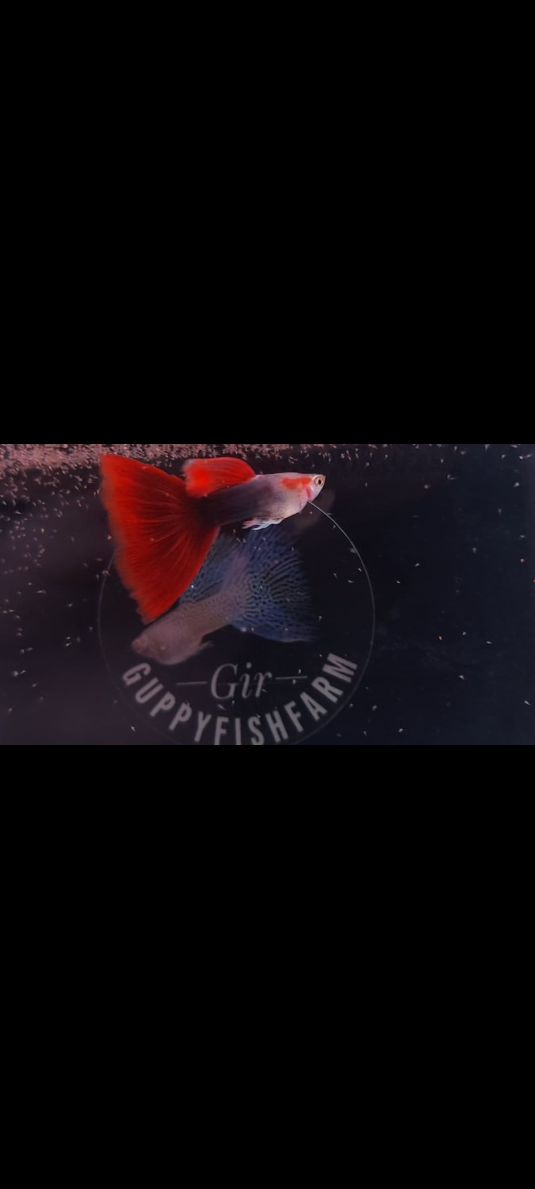 Half black red delta tail