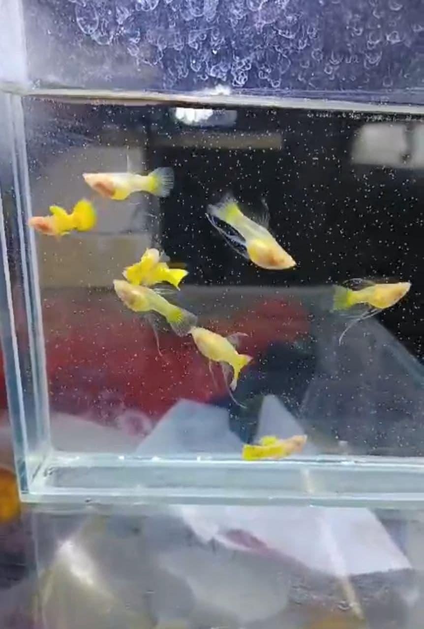 Albino gold glass belly sb ribbon fin ( Redeye)guppy